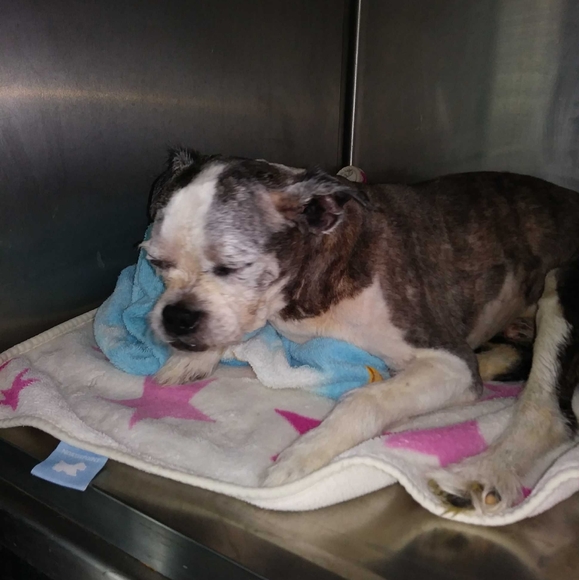 Meet your Posher, Addie - Picture 3 of 4